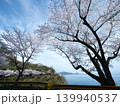 五条の千本桜　屋代島 139940537
