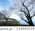 五条の千本桜　屋代島 139940539