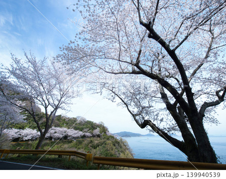 五条の千本桜 屋代島 五条の千本桜 屋代島 139940539