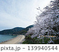 桜とビー玉海水浴場　屋代島 139940544