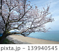 桜とビー玉海水浴場　屋代島 139940545