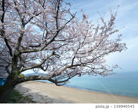 桜とビー玉海水浴場 屋代島 桜とビー玉海水浴場 屋代島 139940545