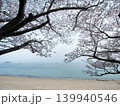 桜とビー玉海水浴場　屋代島 139940546