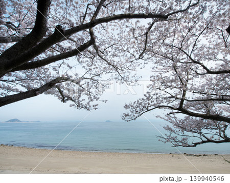 桜とビー玉海水浴場 屋代島 桜とビー玉海水浴場 屋代島 139940546
