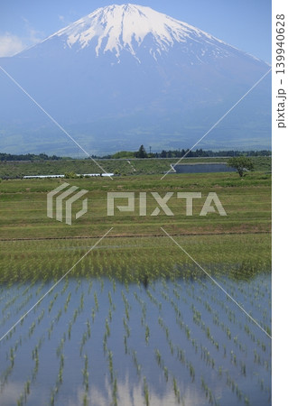 田植えの終わった水田と逆さ富士山 田植えの終わった水田と逆さ富士山 139940628