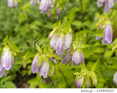 道端に咲いたホタルブクロの花 道端に咲いたホタルブクロの花 139940635