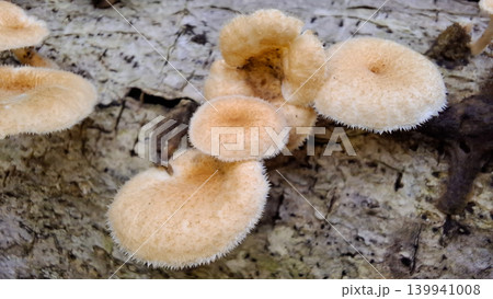 Close Up of Wild Mushrooms Growing on Wood Bark Close Up of Wild Mushrooms Growing on Wood Bark 139941008