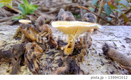 Tiny White Wild Mushrooms on Rotten Log Tiny White Wild Mushrooms on Rotten Log 139941012