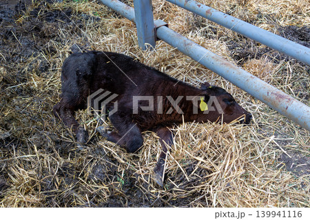 Baby black calf in farm Baby black calf in farm 139941116