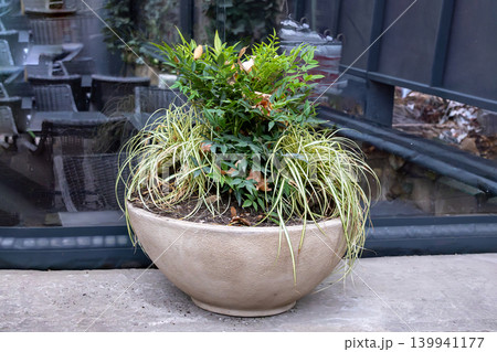 Natural plant in stone flowerpot Natural plant in stone flowerpot 139941177