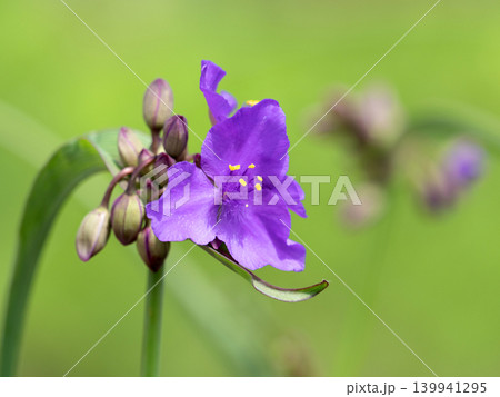 ムラサキツユクサの花 139941295
