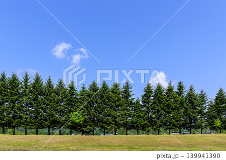 北海道平取町、整然と並ぶトドマツ【6月】 北海道平取町、整然と並ぶトドマツ【6月】 139941390