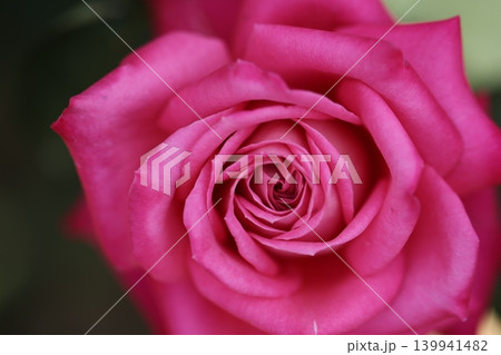 春香る 美し薔薇の花 春香る 美し薔薇の花 139941482