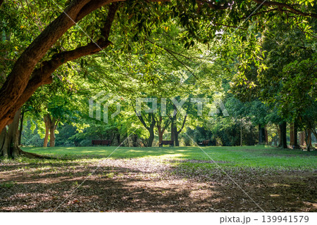 木漏れ日が差し込む公園【春】【初夏】【夏】 木漏れ日が差し込む公園【春】【初夏】【夏】 139941579
