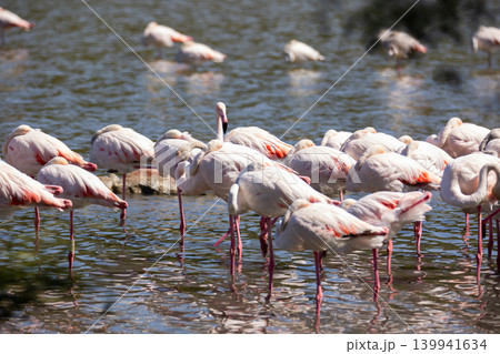 Greater flamingos gathered on the shore of lake during daytime Greater flamingos gathered on the shore of lake during daytime 139941634
