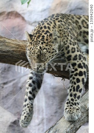 木の上で眠るアムールヒョウ リラックスした大型ネコ科動物(縦) 木の上で眠るアムールヒョウ リラックスした大型ネコ科動物(縦) 139942040