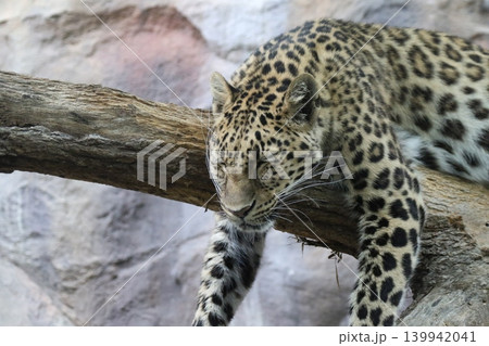 木の上で眠るアムールヒョウ リラックスした大型ネコ科動物(横) 木の上で眠るアムールヒョウ リラックスした大型ネコ科動物(横) 139942041