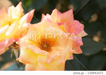 春香る、春薔薇の季節 139942072