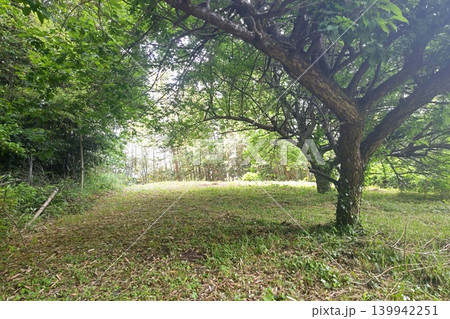 緑に囲まれた道 139942251