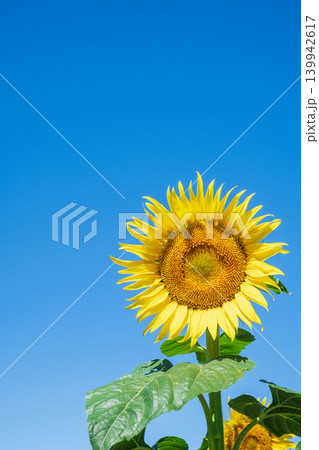 ひまわり 139942617