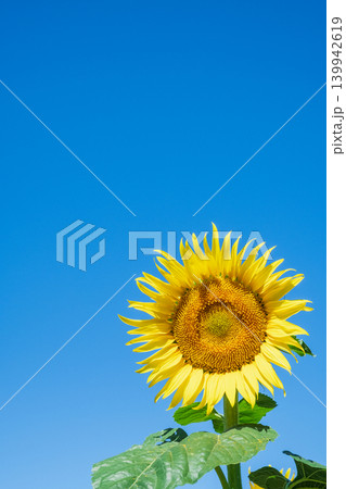 ひまわり ひまわり 139942619