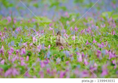 春のお花畑でエゾリスとの嬉しい出会い 春のお花畑でエゾリスとの嬉しい出会い 139943031