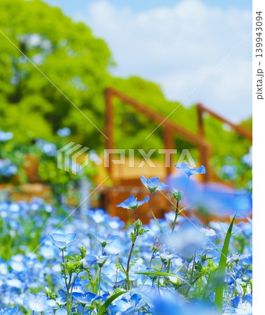 新緑の木々を背景に美しく咲き誇るブルーのネモフィラ畑 新緑の木々を背景に美しく咲き誇るブルーのネモフィラ畑 139943094