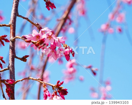 青空に映えるピンク色のしだれ桜の花と蕾のアップ 青空に映えるピンク色のしだれ桜の花と蕾のアップ 139943103