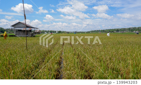 Golden Rice Field Landscape with Old Wooden Farmer Hut and Clear Blue Sky with Fluffy White Clouds Golden Rice Field Landscape with Old Wooden Farmer Hut and Clear Blue Sky with Fluffy White Clouds 139943203
