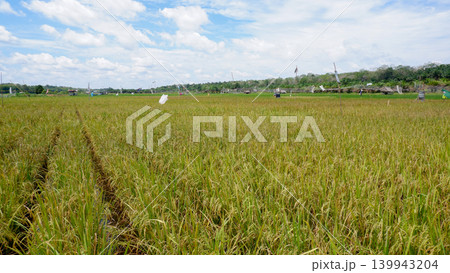 Endless Ripening Rice Field Meadow with Scarecrows and Forest Border Under Blue Cloudy Sky Landscape Endless Ripening Rice Field Meadow with Scarecrows and Forest Border Under Blue Cloudy Sky Landscape 139943204