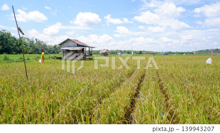 Rustic Wooden Hut in the Middle of Ripening Golden Rice Field with Fluffy Clouds and Blue Sky Scenery Rustic Wooden Hut in the Middle of Ripening Golden Rice Field with Fluffy Clouds and Blue Sky Scenery 139943207