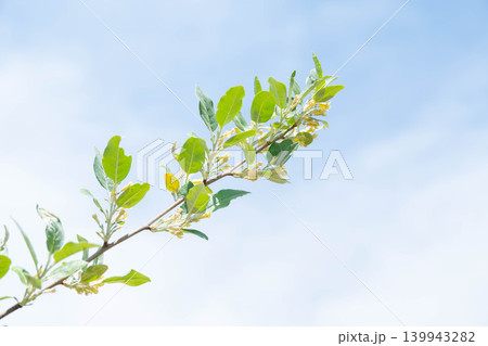青空と満開のオリーブの花 青空と満開のオリーブの花 139943282