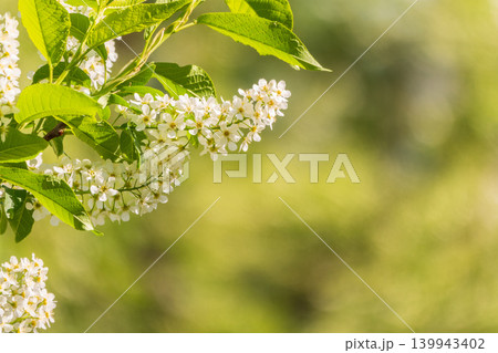 White flowers blooming bird cherry. Close-up of a Flowering Prunus padus Tree with White Little Blossoms White flowers blooming bird cherry. Close-up of a Flowering Prunus padus Tree with White Little Blossoms 139943402