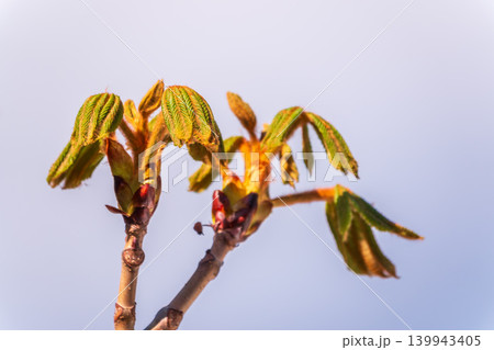 Green Chestnut Leaves in beautiful light. Spring season, spring colors. 139943405