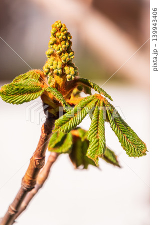 Green Chestnut Leaves in beautiful light. Spring season, spring colors. 139943406