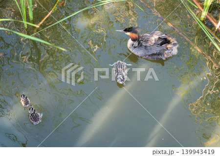 The waterfowl bird, great crested grebe with chick, swimming in the lake. The waterfowl bird, great crested grebe with chick, swimming in the lake. 139943419
