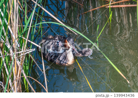 The water bird Great crested Grebe, Podiceps cristatus, swimming in the lake, and its cute babies riding on its back The water bird Great crested Grebe, Podiceps cristatus, swimming in the lake, and its cute babies riding on its back 139943436