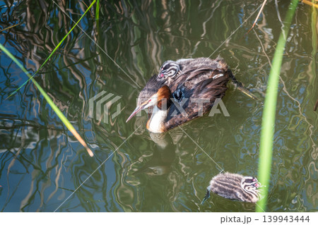 The water bird Great crested Grebe, Podiceps cristatus, swimming in the lake, and its cute babies riding on its back The water bird Great crested Grebe, Podiceps cristatus, swimming in the lake, and its cute babies riding on its back 139943444
