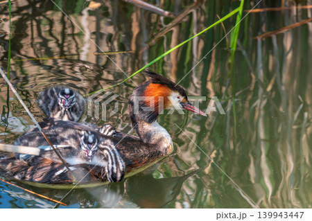 The water bird Great crested Grebe, Podiceps cristatus, swimming in the lake, and its cute babies riding on its back The water bird Great crested Grebe, Podiceps cristatus, swimming in the lake, and its cute babies riding on its back 139943447