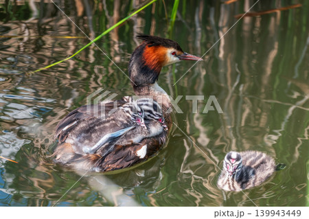 The water bird Great crested Grebe, Podiceps cristatus, swimming in the lake, and its cute babies riding on its back 139943449