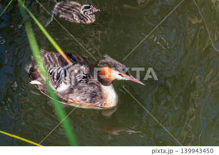 The water bird Great crested Grebe, Podiceps cristatus, swimming in the lake, and its cute babies riding on its back The water bird Great crested Grebe, Podiceps cristatus, swimming in the lake, and its cute babies riding on its back 139943450