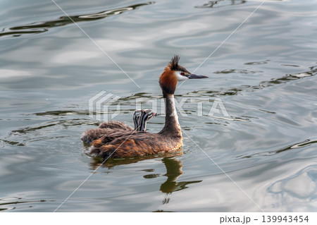 The waterfowl bird, great crested grebe with chick, swimming in the lake. The waterfowl bird, great crested grebe with chick, swimming in the lake. 139943454