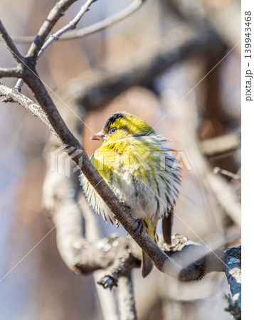 Eurasian siskin male, latin name spinus spinus, sitting on branch of tree. Cute little yellow songbird. Eurasian siskin male, latin name spinus spinus, sitting on branch of tree. Cute little yellow songbird. 139943468