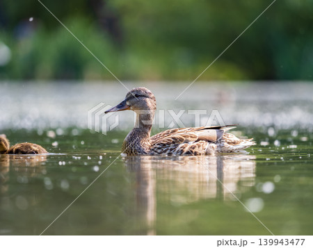 Mallard female Duck swims in the pond in the rain. 139943477