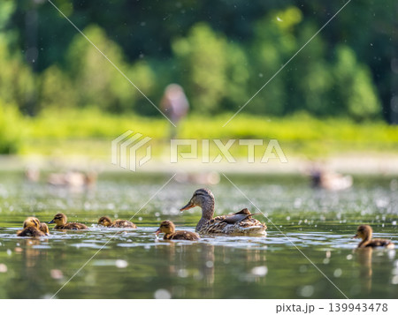 A family of ducks, a duck and its little ducklings are swimming in the water. The duck takes care of its newborn ducklings. Mallard, lat. Anas platyrhynchos A family of ducks, a duck and its little ducklings are swimming in the water. The duck takes care of its newborn ducklings. Mallard, lat. Anas platyrhynchos 139943478