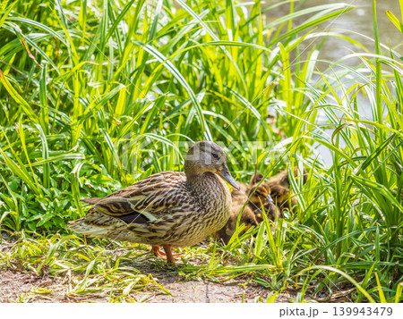 Adult duck with many ducklings sits on green shore of pond Adult duck with many ducklings sits on green shore of pond 139943479