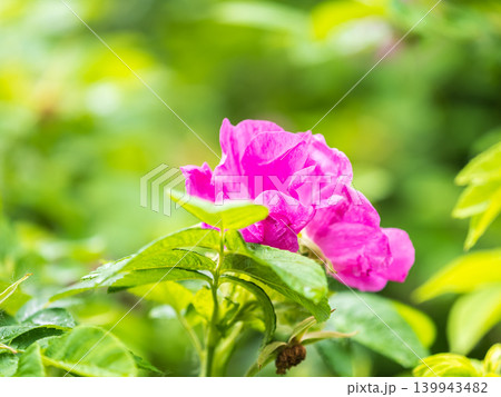Blooming rosehip flower, beautiful pink flower on a bush branch. Beautiful natural background of blooming greenery. Blooming rosehip flower, beautiful pink flower on a bush branch. Beautiful natural background of blooming greenery. 139943482