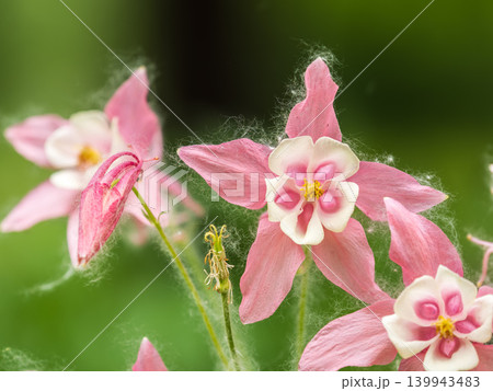 Beautiful native wild flower of western Canada. Aquilegia formosa, crimson columbine, western columbine, or red columbine. Close-up vibrant red and yellow color flower. Beautiful native wild flower of western Canada. Aquilegia formosa, crimson columbine, western columbine, or red columbine. Close-up vibrant red and yellow color flower. 139943483