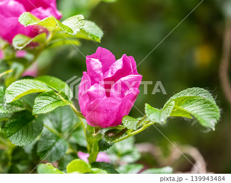 Blooming rosehip flower, beautiful pink flower on a bush branch. Beautiful natural background of blooming greenery. 139943484