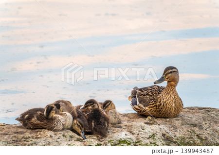 Adult duck with many ducklings sits on green shore of pond Adult duck with many ducklings sits on green shore of pond 139943487